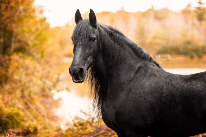 EllenSonckPhotography-Paardenportret-paardenfotografie-portfolio-41-herfst