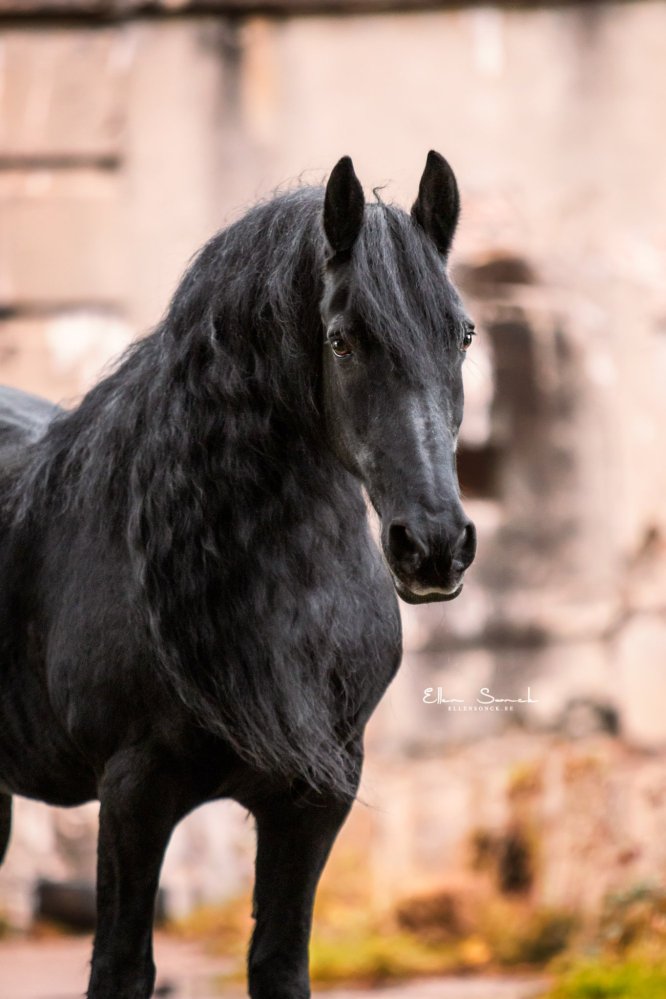 EllenSonckPhotography-Paardenportret-paardenfotografie-portfolio-42