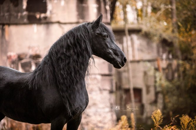 EllenSonckPhotography-Paardenportret-paardenfotografie-portfolio-43
