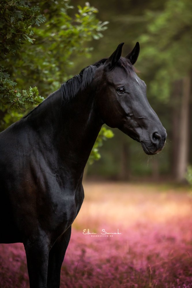 EllenSonckPhotography-Paardenportret-paardenfotografie-portfolio-45-heide