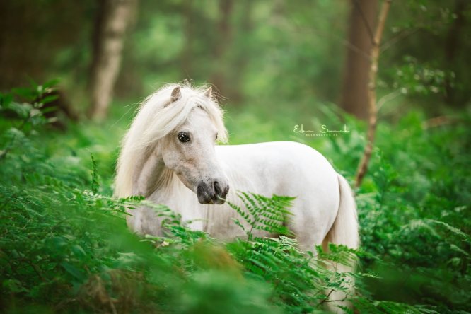 EllenSonckPhotography-Paardenportret-paardenfotografie-portfolio-46-minipaard