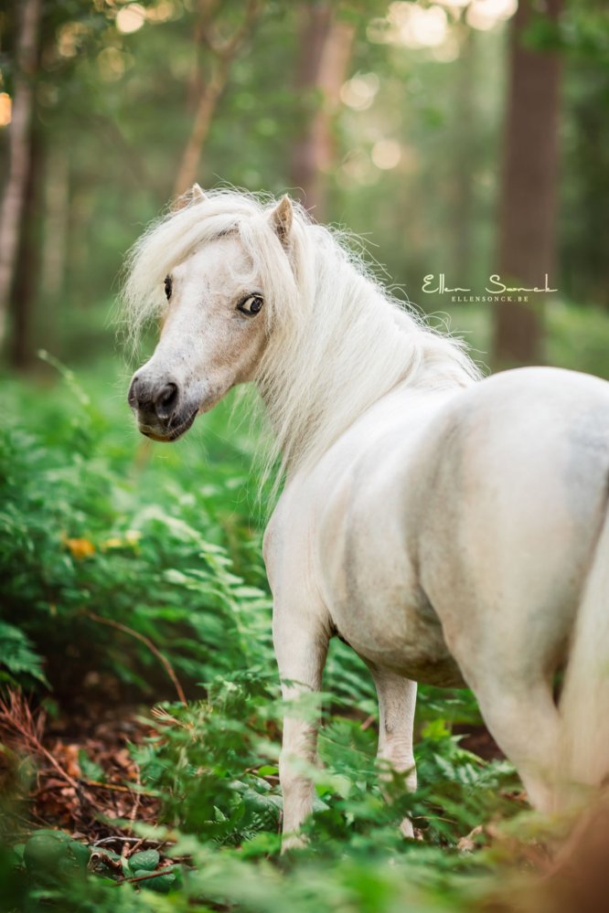 EllenSonckPhotography-Paardenportret-paardenfotografie-portfolio-47-minipaard