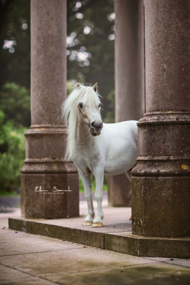 EllenSonckPhotography-Paardenportret-paardenfotografie-portfolio-48-minipaard