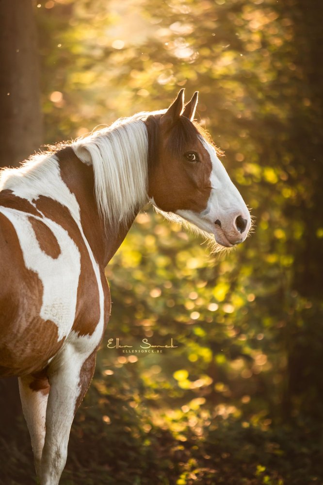 EllenSonckPhotography-Paardenportret-paardenfotografie-portfolio-49