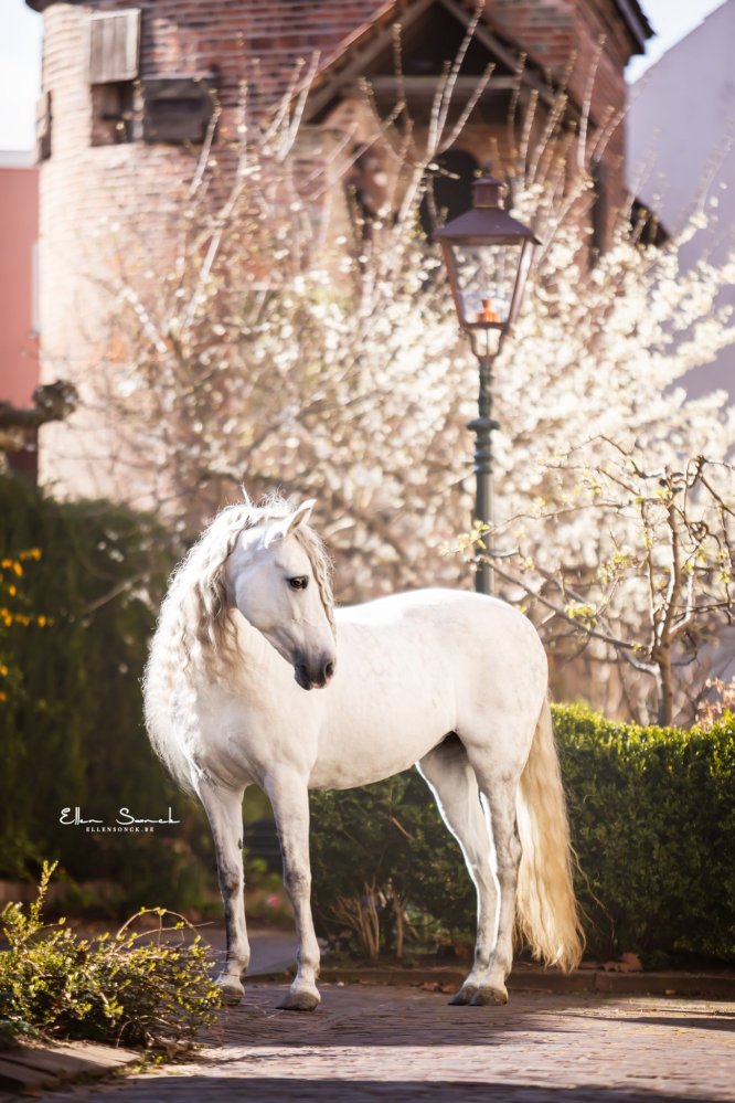 EllenSonckPhotography-Paardenportret-paardenfotografie-portfolio-5