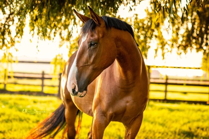 EllenSonckPhotography-Paardenportret-paardenfotografie-portfolio-51