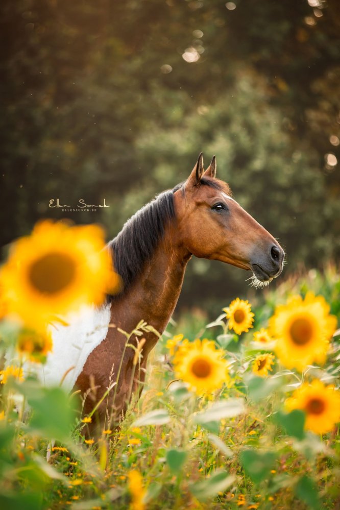 EllenSonckPhotography-Paardenportret-paardenfotografie-portfolio-52-zonnebloemen