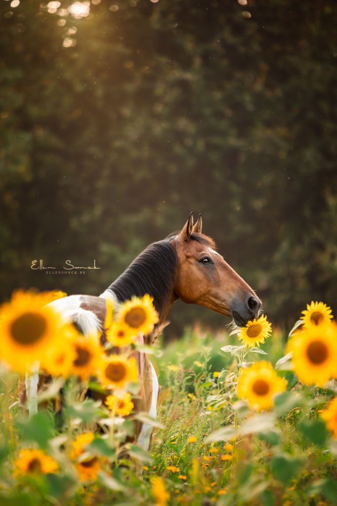 EllenSonckPhotography-Paardenportret-paardenfotografie-portfolio-53-zonnebloemen