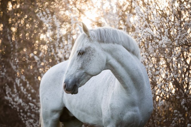 EllenSonckPhotography-Paardenportret-paardenfotografie-portfolio-55-pietje-bloesems