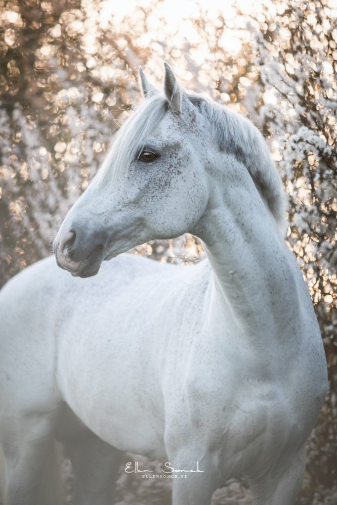 EllenSonckPhotography-Paardenportret-paardenfotografie-portfolio-56-pietje-bloesems