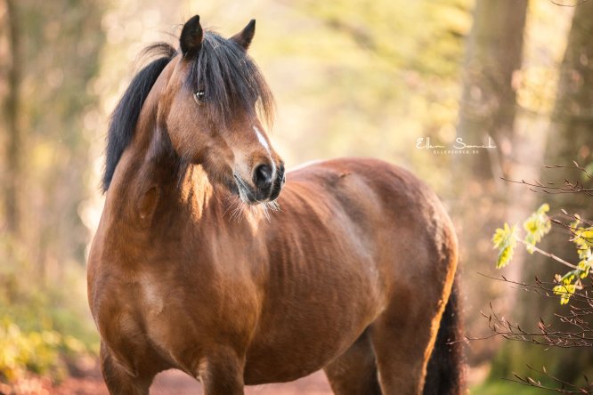 EllenSonckPhotography-Paardenportret-paardenfotografie-portfolio-57