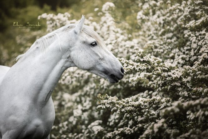 EllenSonckPhotography-Paardenportret-paardenfotografie-portfolio-59-boemetjes