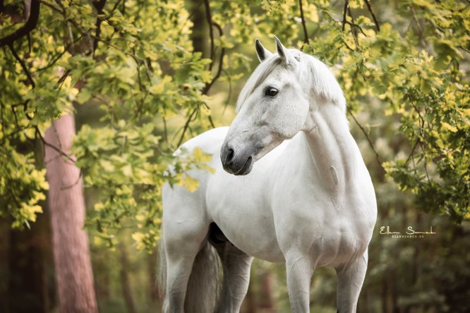 EllenSonckPhotography-Paardenportret-paardenfotografie-portfolio-60