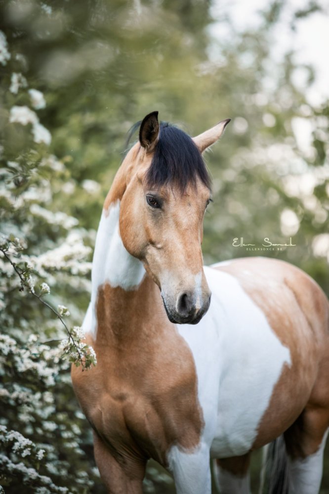 EllenSonckPhotography-Paardenportret-paardenfotografie-portfolio-60-bloesems
