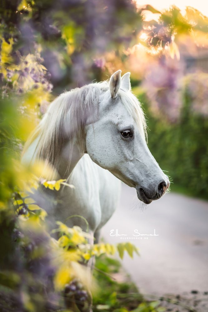 EllenSonckPhotography-Paardenportret-paardenfotografie-portfolio-62-blauweregen
