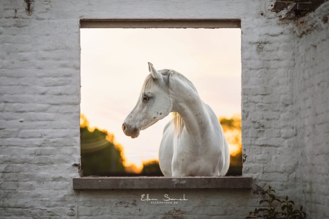 EllenSonckPhotography-Paardenportret-paardenfotografie-portfolio-63