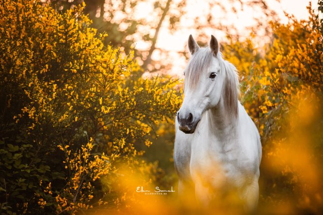 EllenSonckPhotography-Paardenportret-paardenfotografie-portfolio-64