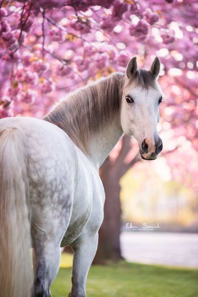 EllenSonckPhotography-Paardenportret-paardenfotografie-portfolio-65-bloesems