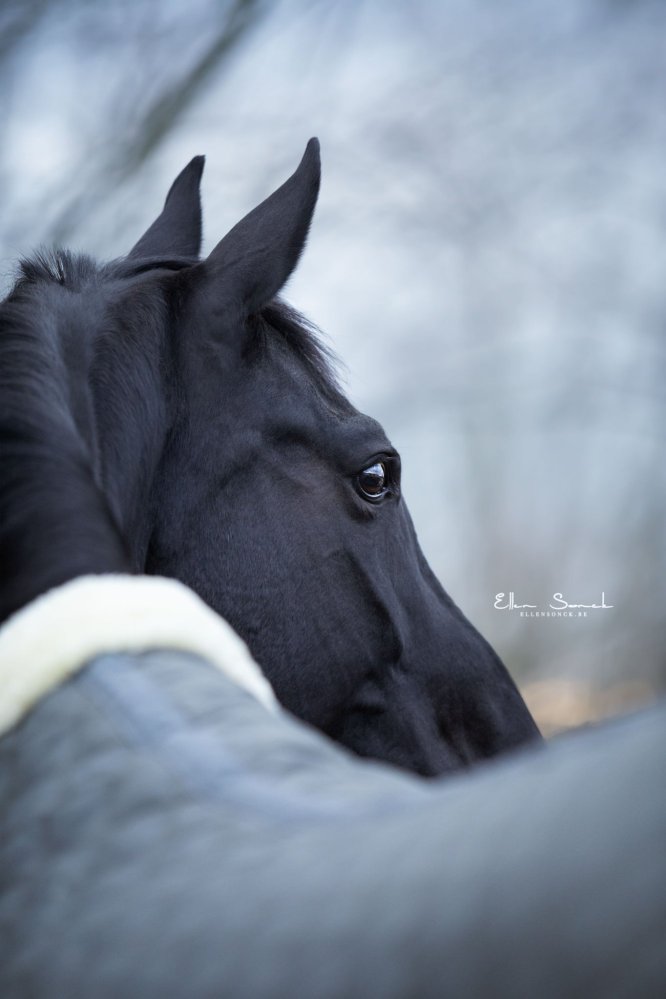 EllenSonckPhotography-Paardenportret-paardenfotografie-portfolio-66