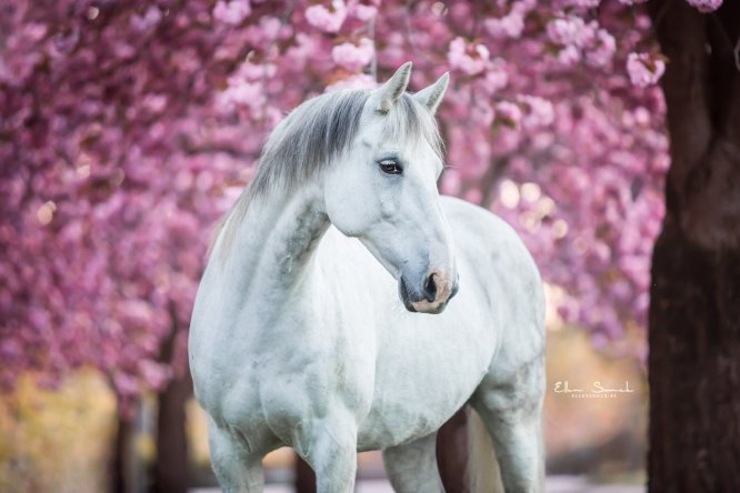 EllenSonckPhotography-Paardenportret-paardenfotografie-portfolio-66-bloesems