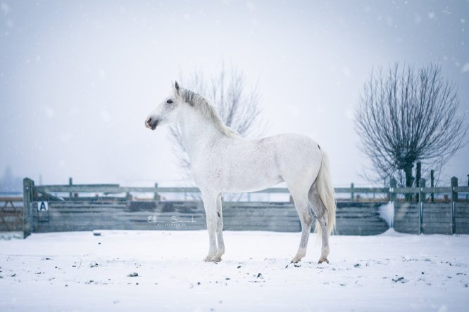 EllenSonckPhotography-Paardenportret-paardenfotografie-portfolio-67-winter