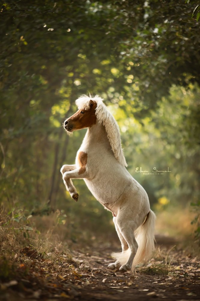 EllenSonckPhotography-Paardenportret-paardenfotografie-portfolio-68-pony