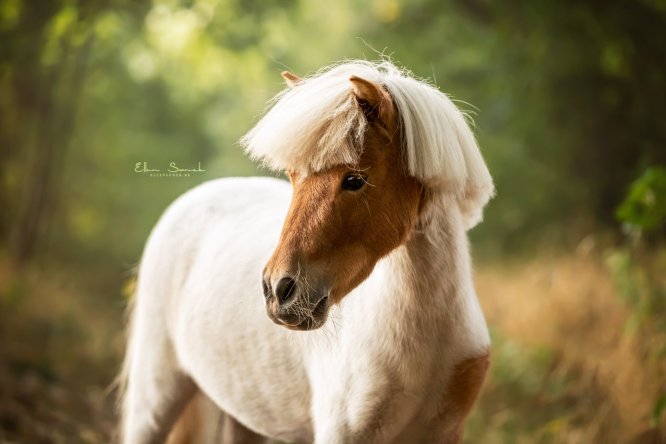 EllenSonckPhotography-Paardenportret-paardenfotografie-portfolio-69-pony