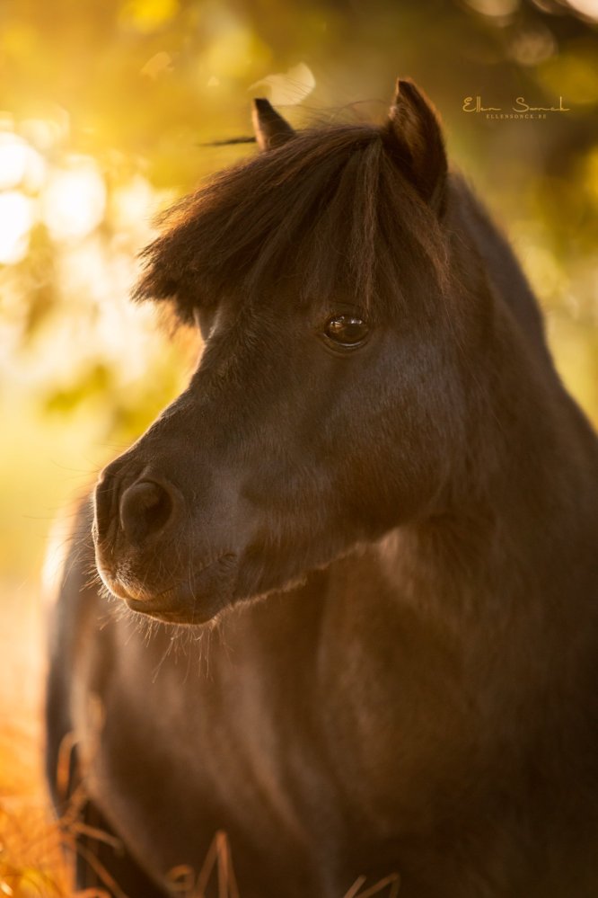 EllenSonckPhotography-Paardenportret-paardenfotografie-portfolio-70-pony