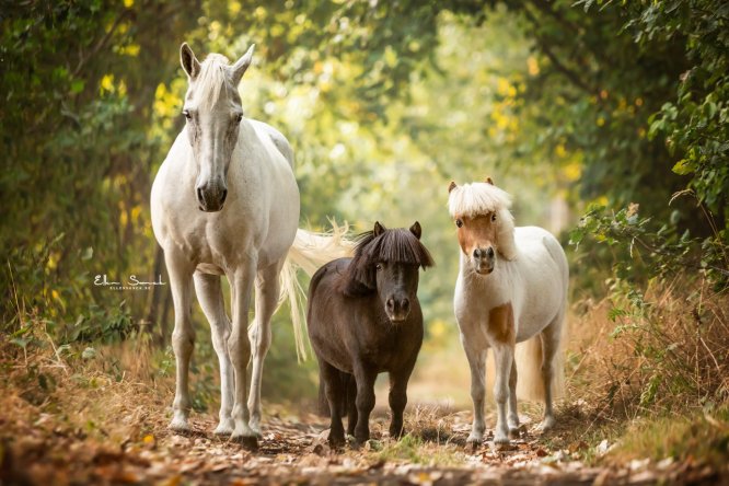 EllenSonckPhotography-Paardenportret-paardenfotografie-portfolio-70-trio