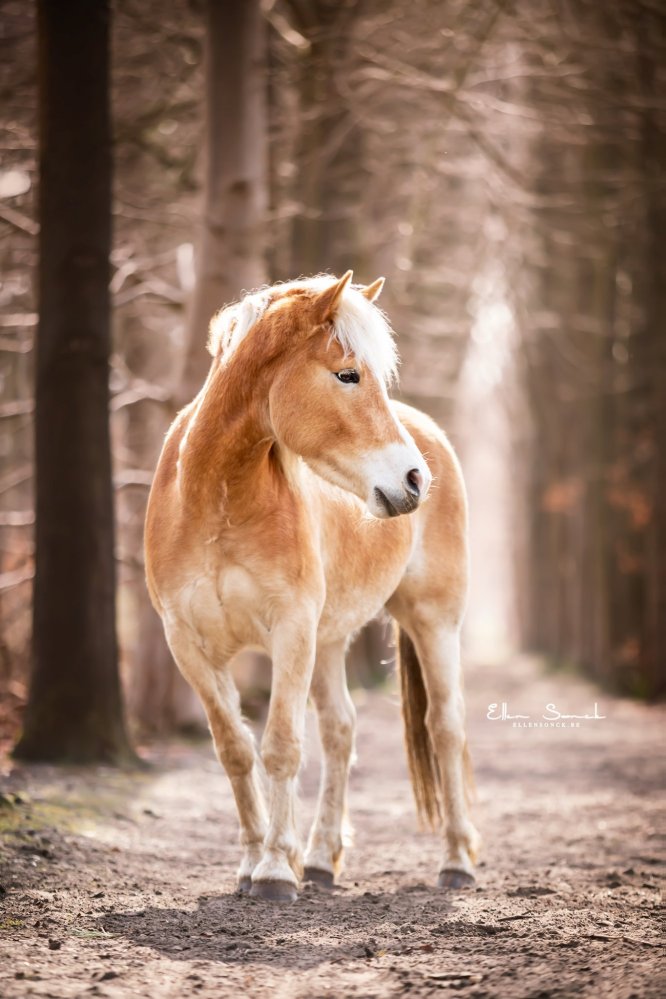 EllenSonckPhotography-Paardenportret-paardenfotografie-portfolio-71