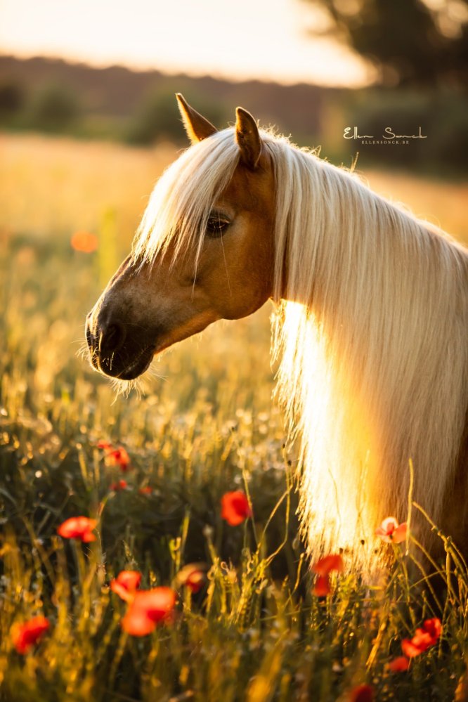 EllenSonckPhotography-Paardenportret-paardenfotografie-portfolio-72