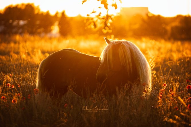 EllenSonckPhotography-Paardenportret-paardenfotografie-portfolio-73