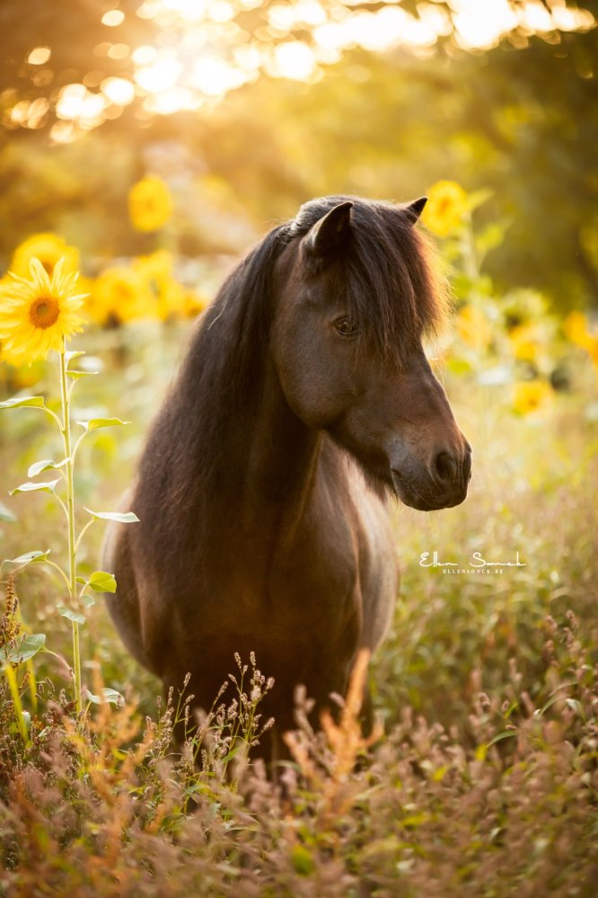 EllenSonckPhotography-Paardenportret-paardenfotografie-portfolio-75-zonnebloemen