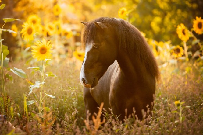 EllenSonckPhotography-Paardenportret-paardenfotografie-portfolio-76-zonnebloemen