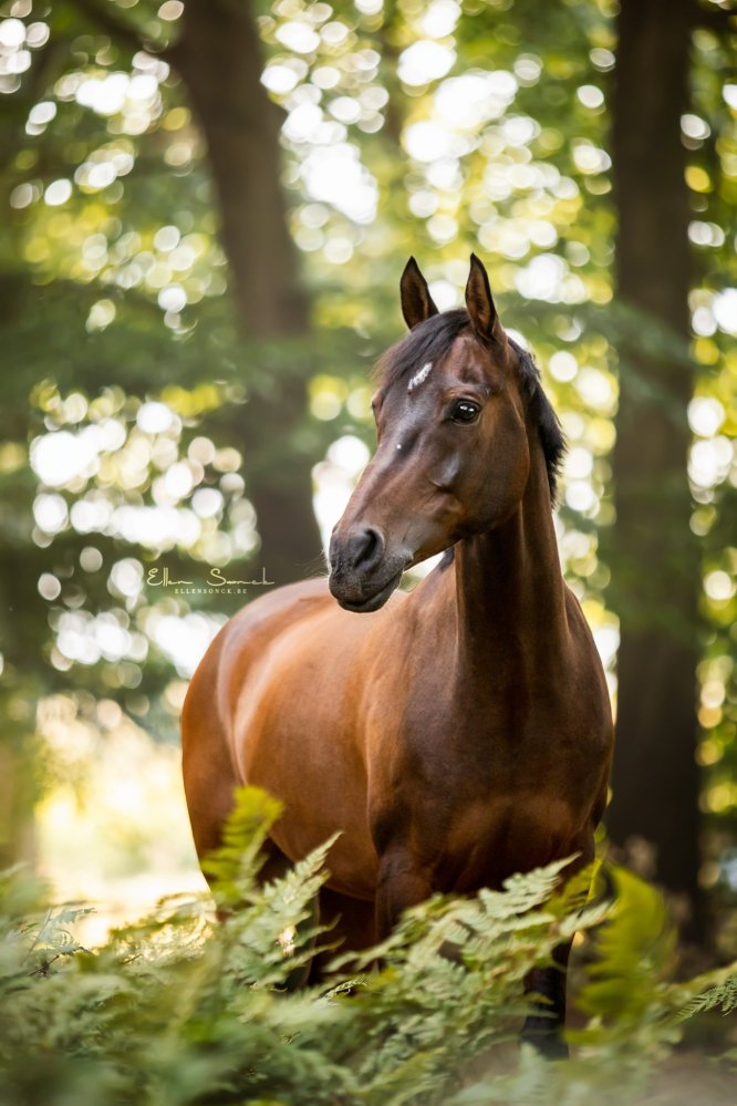 EllenSonckPhotography-Paardenportret-paardenfotografie-portfolio-77