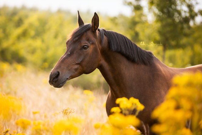EllenSonckPhotography-Paardenportret-paardenfotografie-portfolio-78-boemen