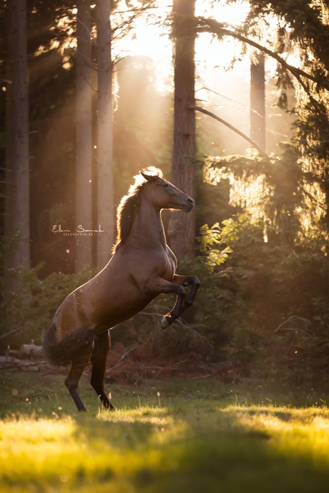 EllenSonckPhotography-Paardenportret-paardenfotografie-portfolio-79