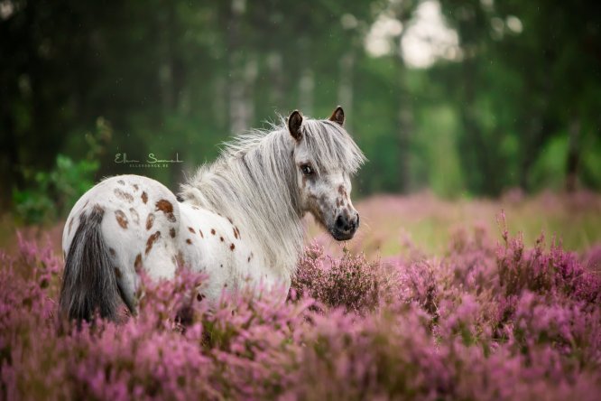EllenSonckPhotography-Paardenportret-paardenfotografie-portfolio-8-meeoopdag-heide
