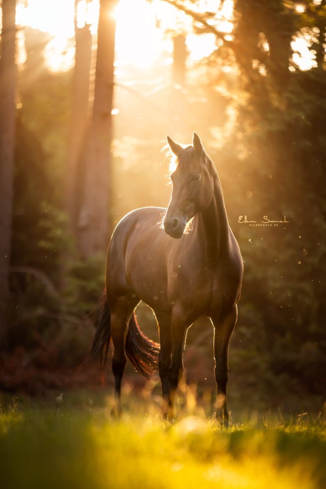EllenSonckPhotography-Paardenportret-paardenfotografie-portfolio-80