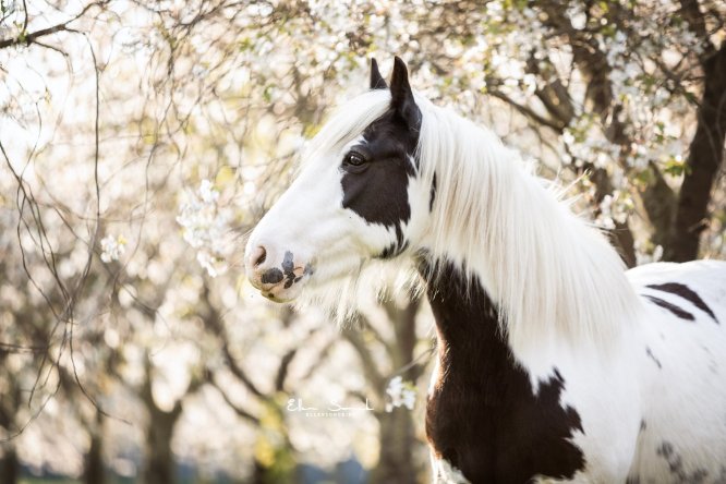 EllenSonckPhotography-Paardenportret-paardenfotografie-portfolio-81-bloesems