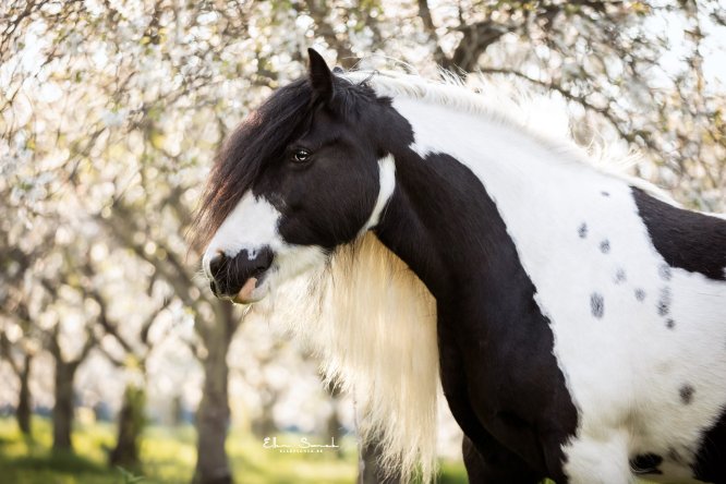 EllenSonckPhotography-Paardenportret-paardenfotografie-portfolio-82-bloesems