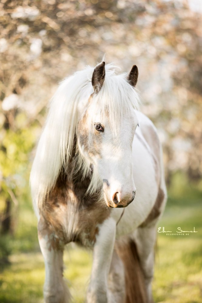 EllenSonckPhotography-Paardenportret-paardenfotografie-portfolio-83-bloesems