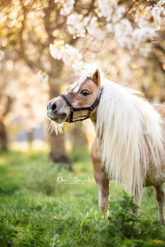 EllenSonckPhotography-Paardenportret-paardenfotografie-portfolio-84-bloesems