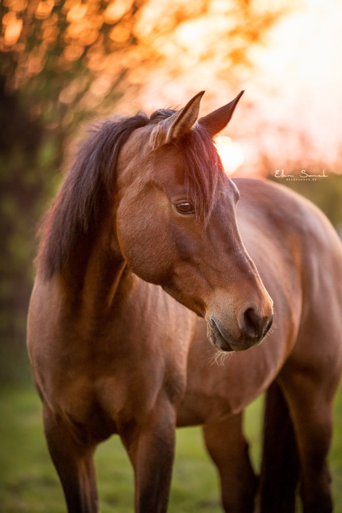 EllenSonckPhotography-Paardenportret-paardenfotografie-portfolio-85
