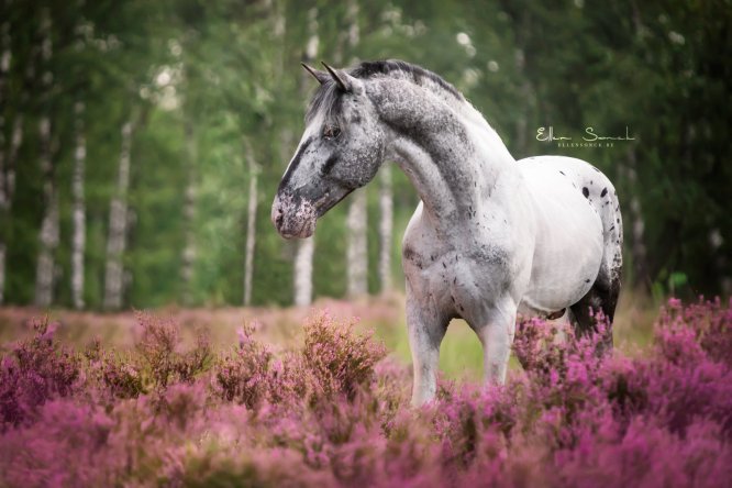 EllenSonckPhotography-Paardenportret-paardenfotografie-portfolio-9-meeloopdag-heide