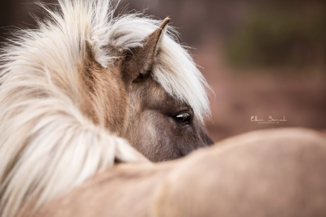 EllenSonckPhotography-Paardenportret-paardenfotografie-portfolio